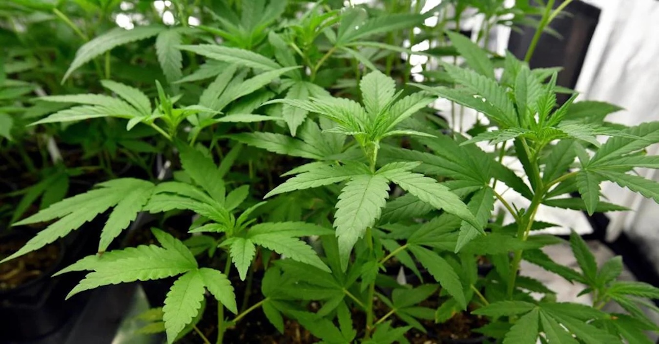 FOTO marijuana in casa copia