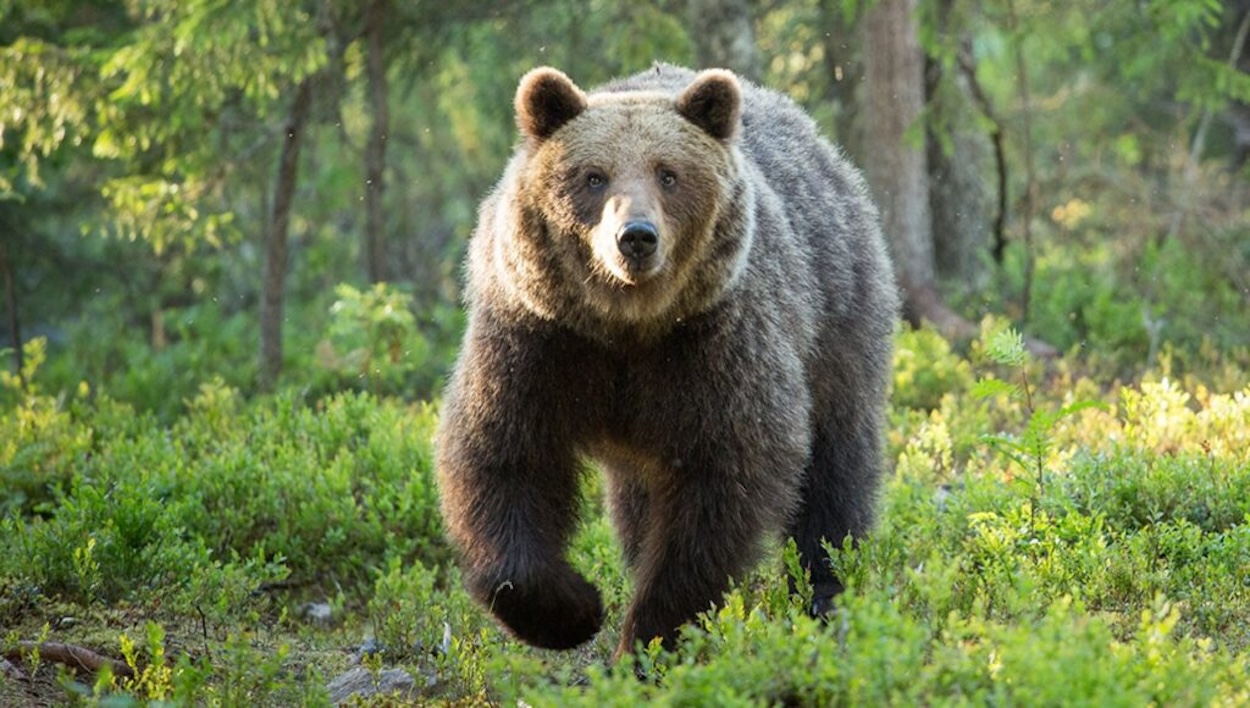 FOTO processo uccisione orso m90