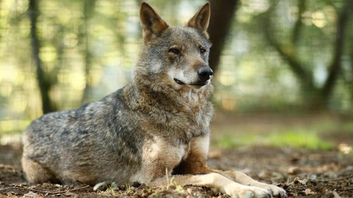 FOTO-si-al-declassamento-lupo-aspect-ratio-1200-675