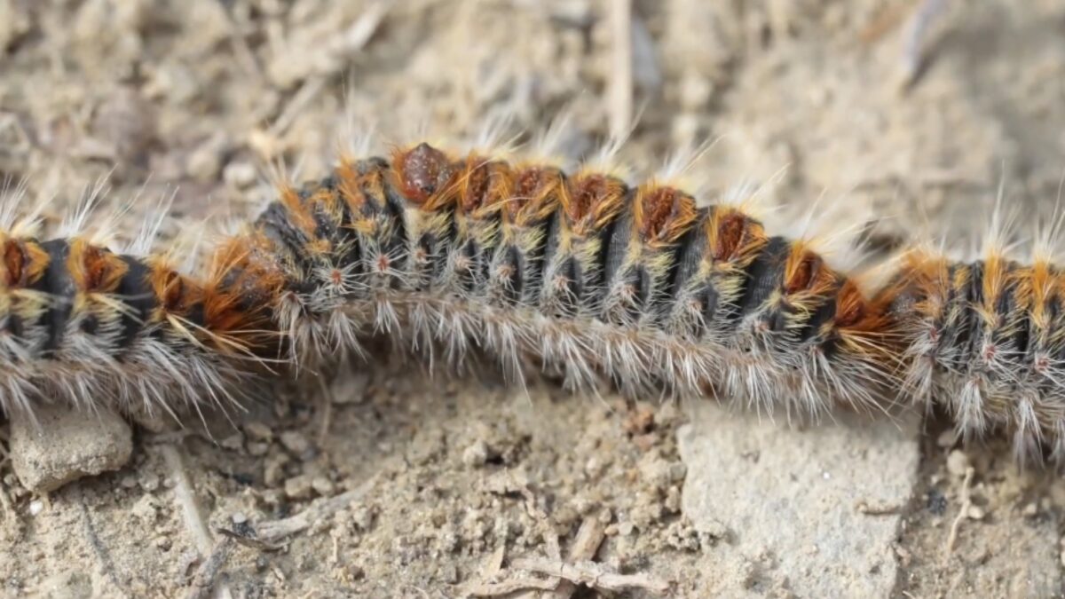 Nidi di processionaria in diverse zone di Bolzano