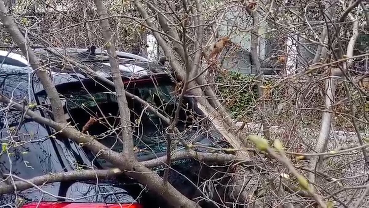 Torna il vento forte e il Comune di Trento vara il nuovo piano alberi