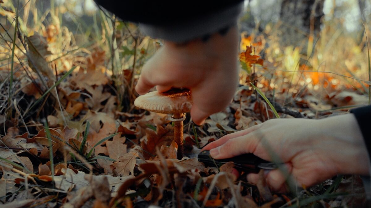 Divieto coltelli pieghevoli, la Sat: “Proposta di legge immatura”