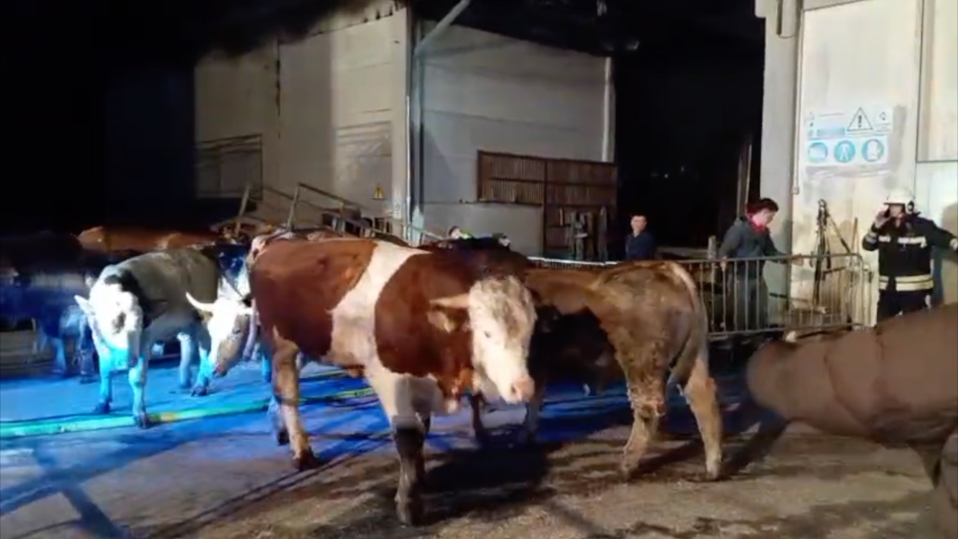 incendio stalla avio