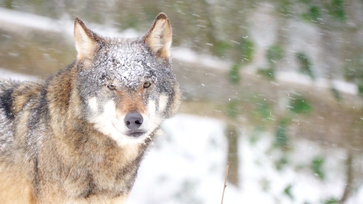 Il Trentino può inserire il lupo tra le specie cacciabili ma per ora non l’ha chiesto