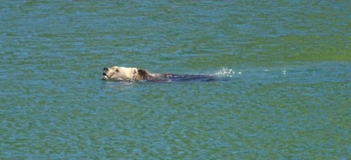 FOTO-orso-nuota-a-lamar-aspect-ratio-1143-522