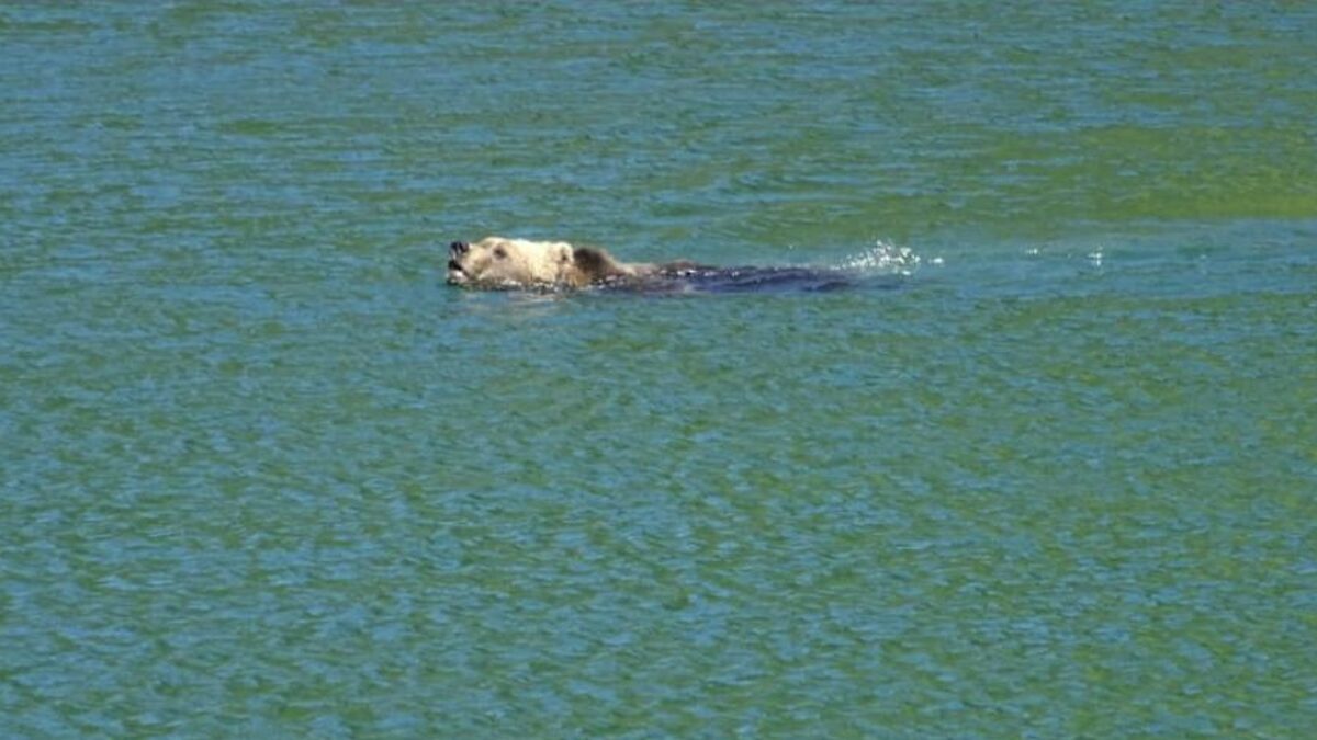 FOTO-orso-nuota-a-lamar-aspect-ratio-1200-675