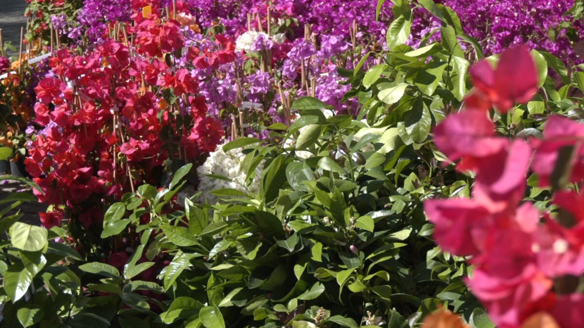 Inaugurato il Merano Flower Festival: presenti fino a domenica 45 espositori