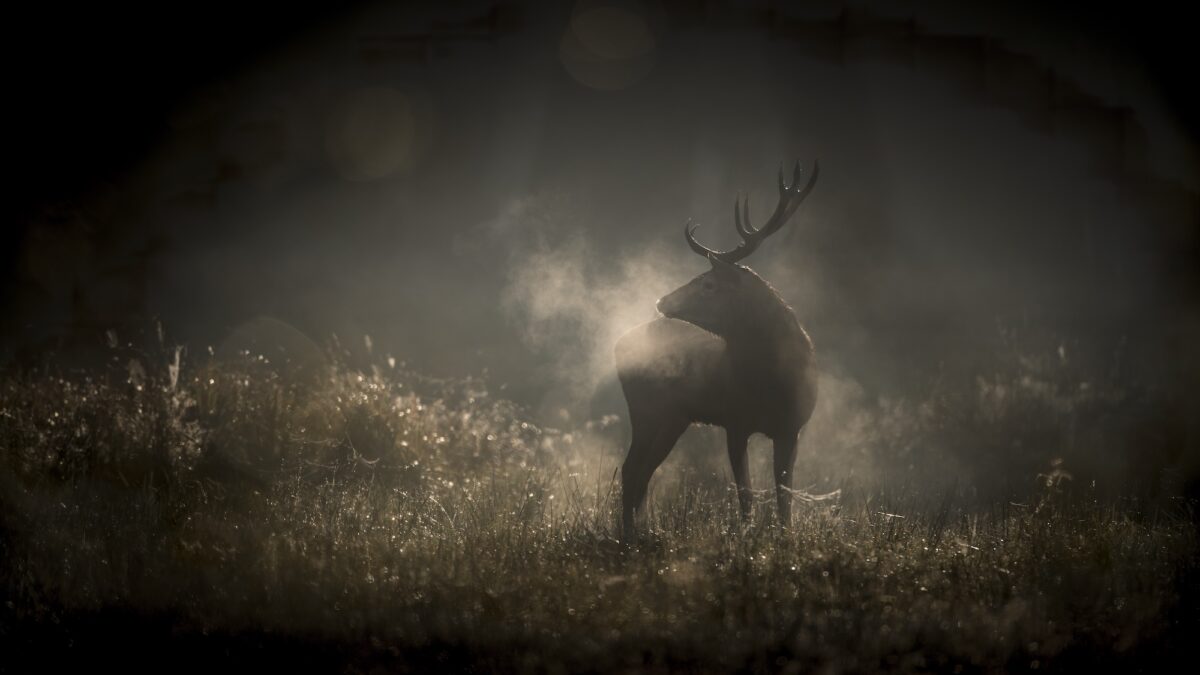 156-26-LeChantDesForets-Foto-0-aspect-ratio-1200-675