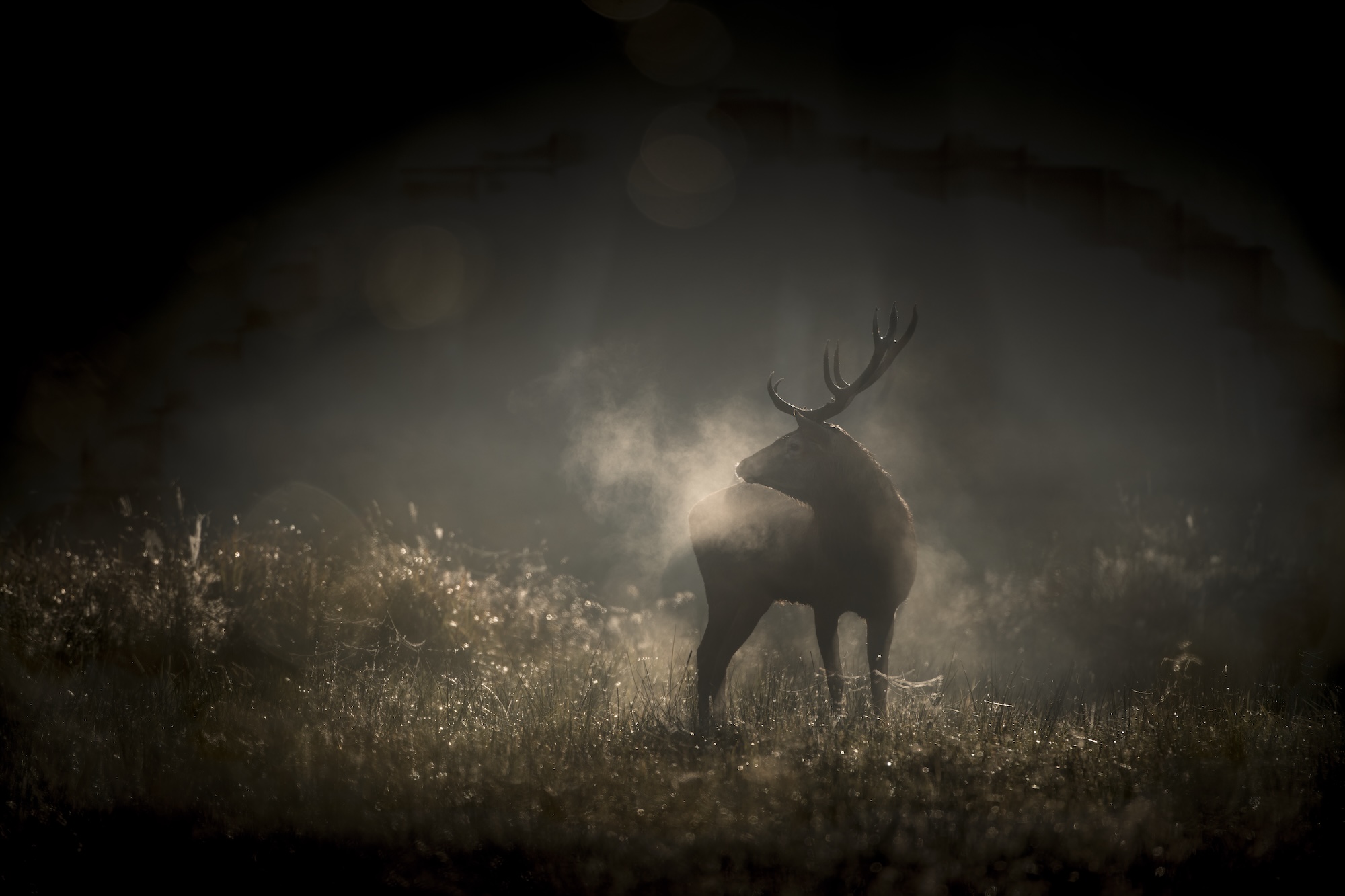 156-26-LeChantDesForets-Foto-0