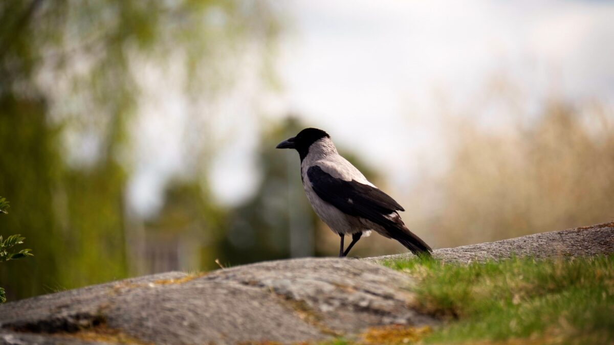 Trento: le cornacchie attaccano i cani al parco, ma è per proteggere i piccoli
