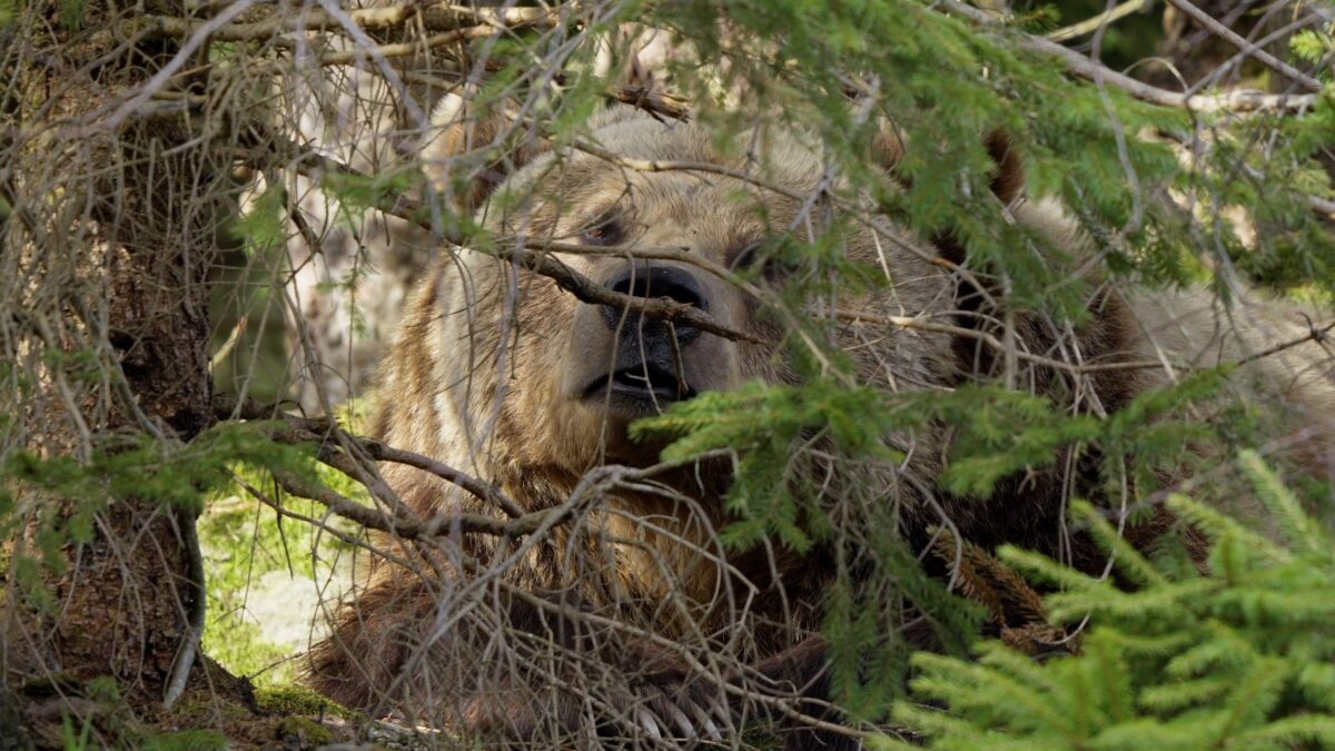 Il 2025 è stato un anno modello per la coesistenza uomo-orso in Trentino