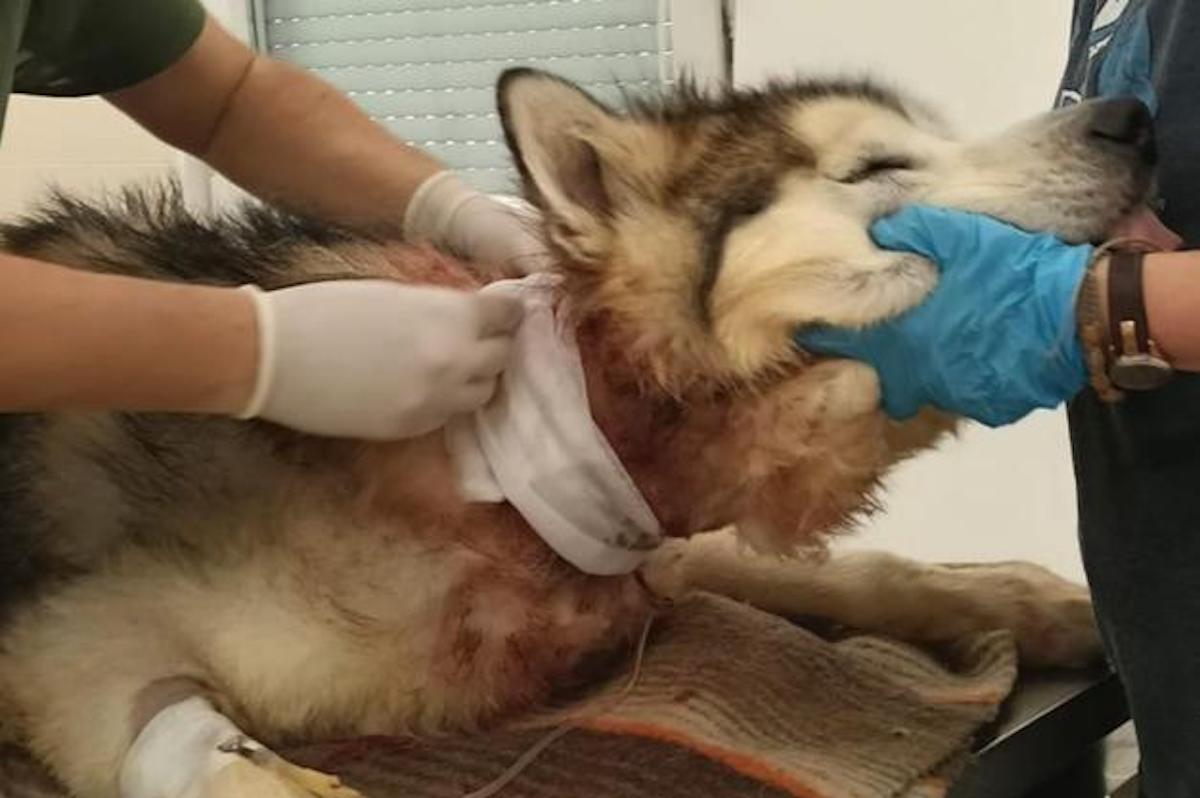 FOTO cane maltrattato