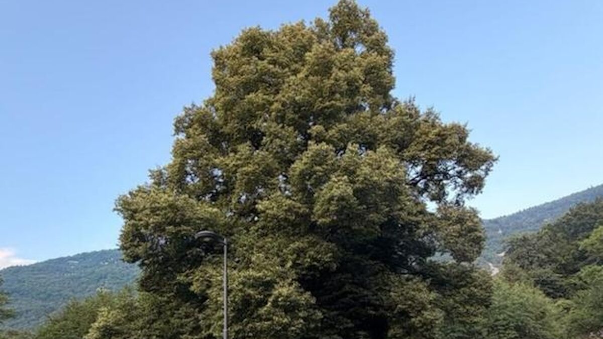 FOTO-tiglio-lagolo-2-aspect-ratio-1200-675