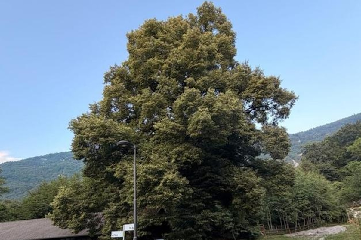 FOTO tiglio lagolo 2