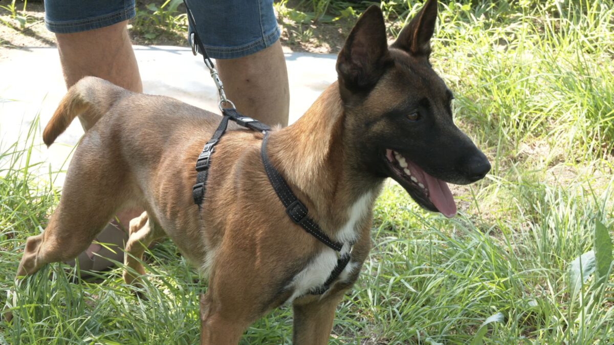 La storia di Kiba, il cane che voleva vivere