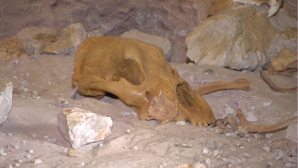 Archeologia: scheletri di Ursus Ladinicus trovati in Val Badia