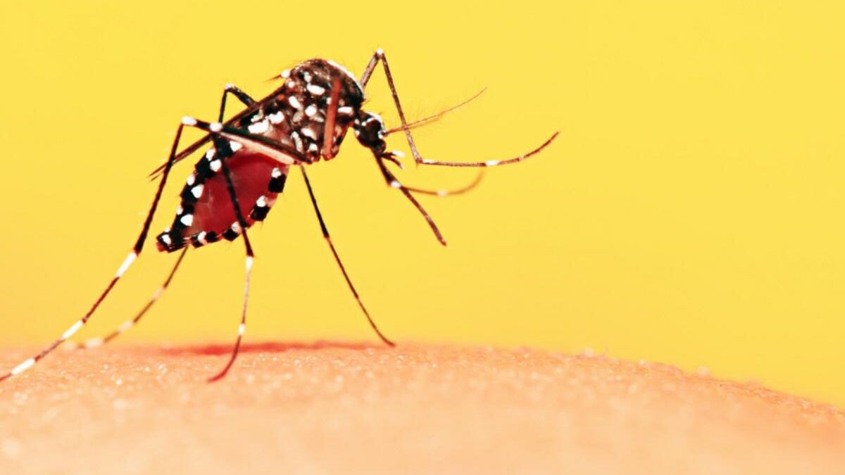 FOTO-dengue-aspect-ratio-1200-675