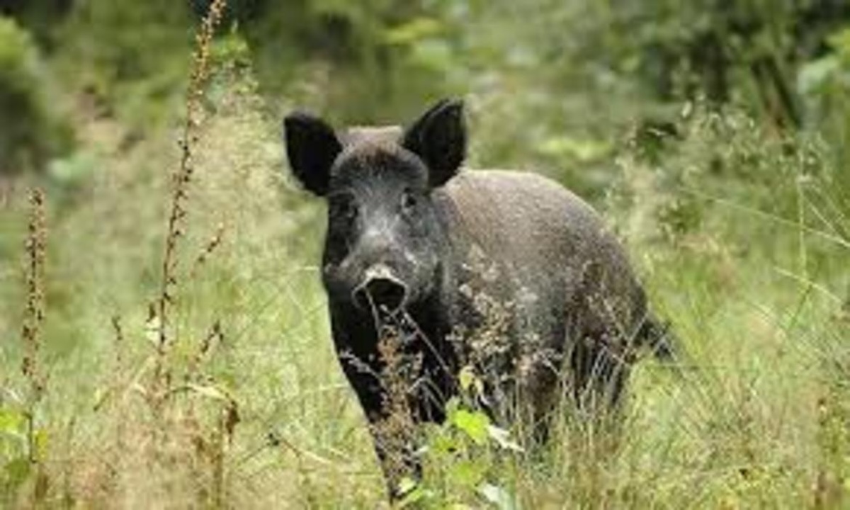 FOTO tiro con l'arco al cinghiale