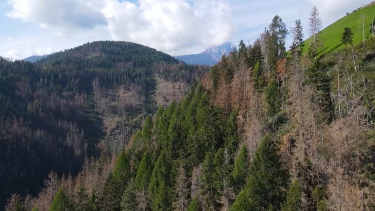 Meno bostrico in Alto Adige: le foreste tornano a respirare