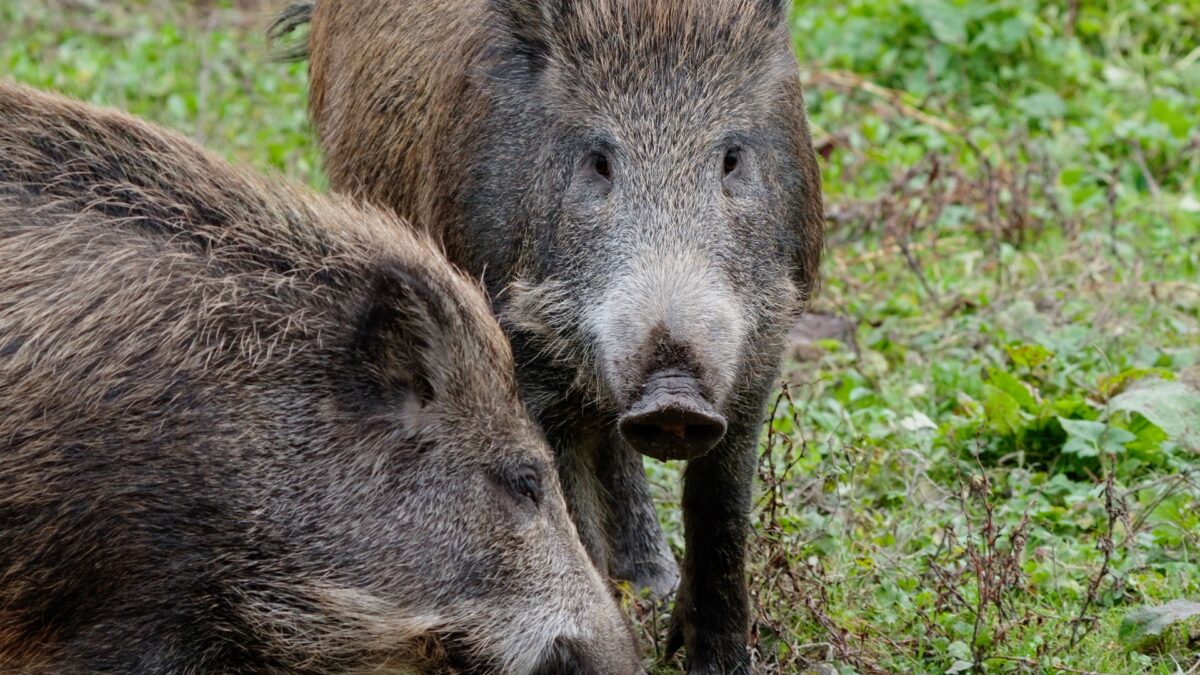 Caccia al cinghiale con l’arco, Fattor: “Propaganda, ai cacciatori non interessa”