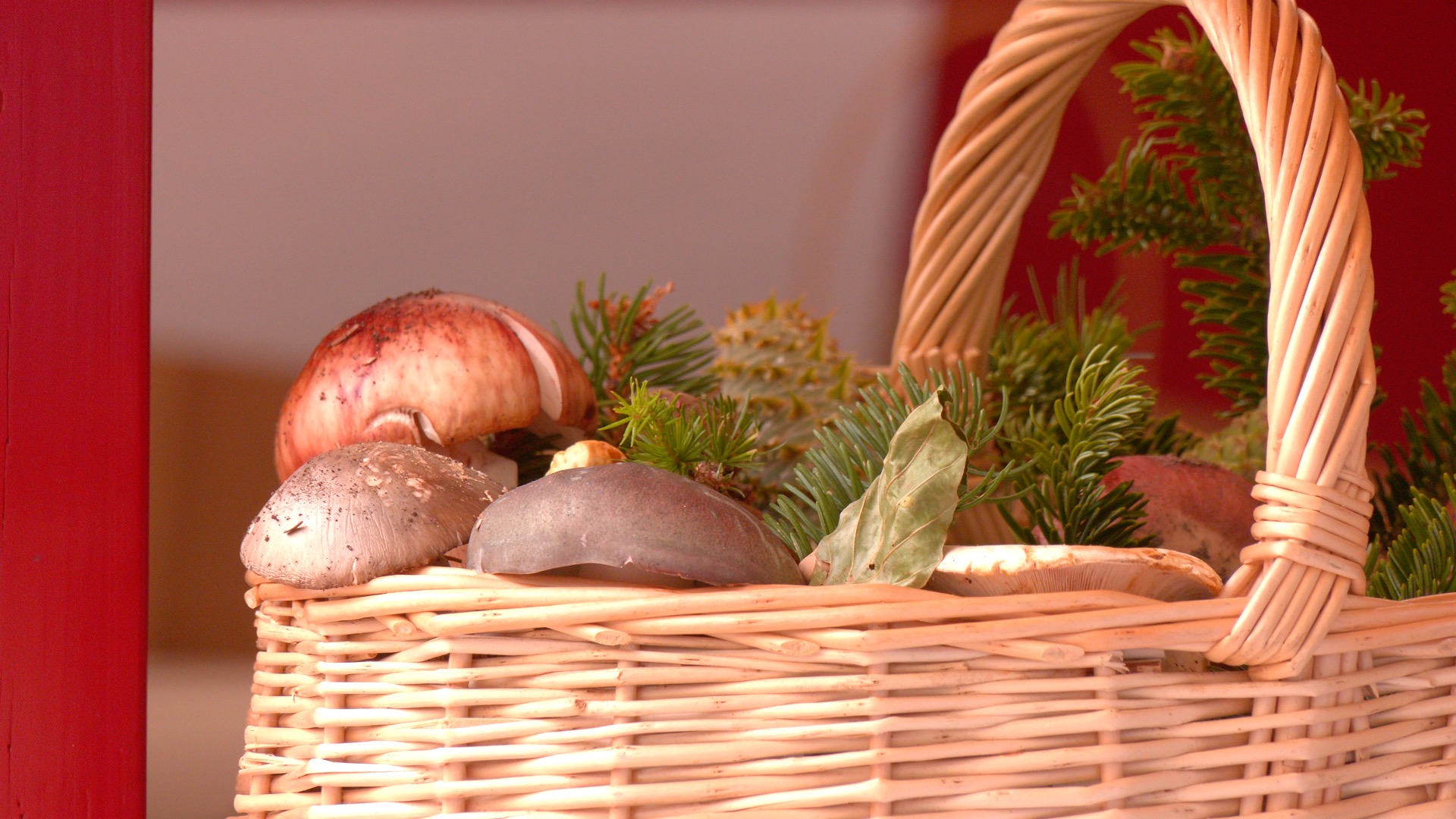 funghi servizio micologico