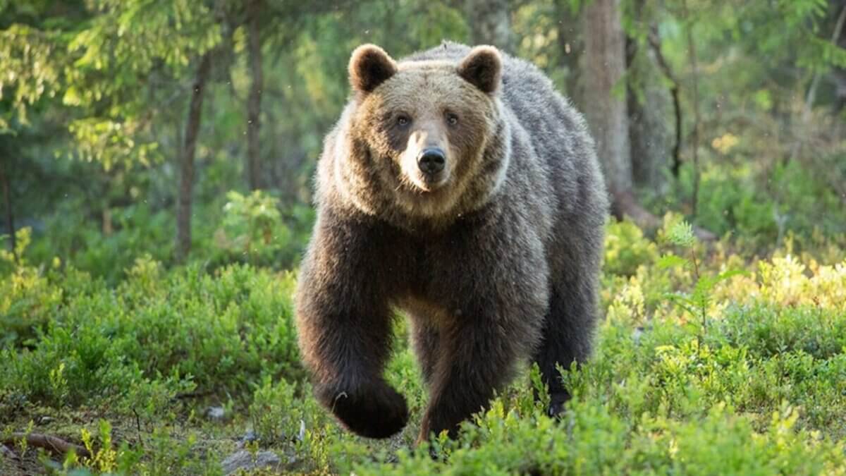 “Giovane e attivo ma non pericoloso”: l’orso sul Bondone non sarà allontanato